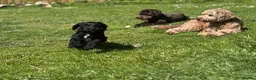 Sproodle dogs for sale: Sproodles – Multigen Puppies in Peterculter - Advert 21