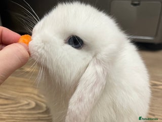 Mini Lop rabbits Gorgeous Mini Lop Buck (11 weeks) & Doe (7m) - Advert 6