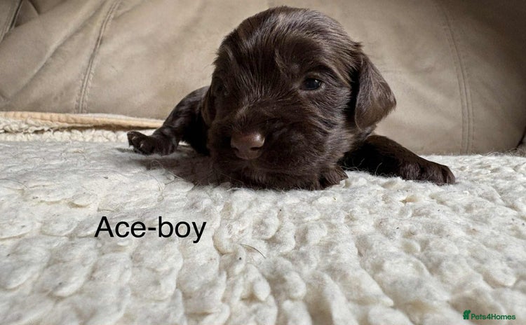 Cockapoo dogs - Advert 3