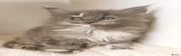 Maine Coon cats for sale: XXL Maine coon kittens + DNA health tested - Advert 4