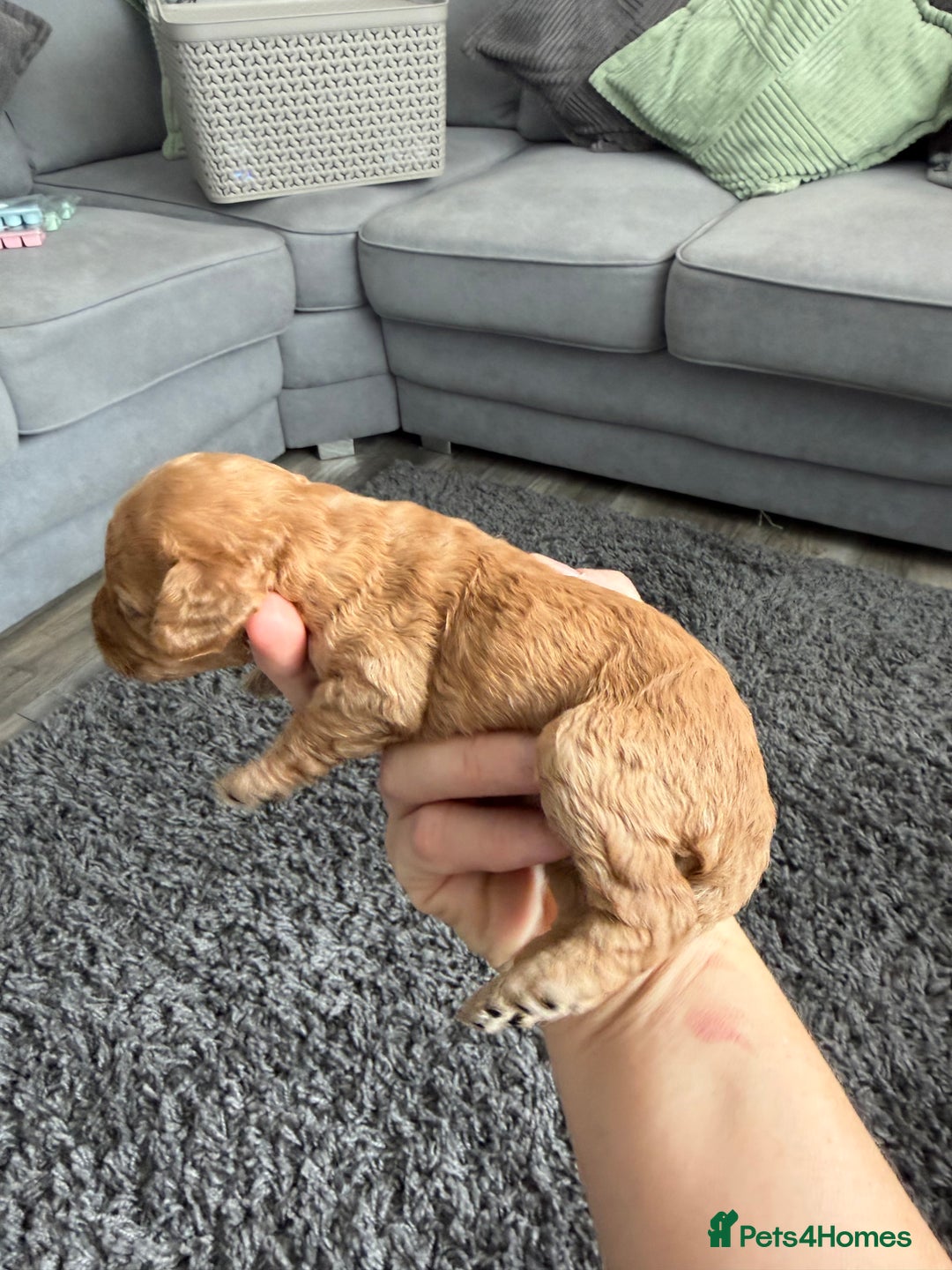 Cockapoo dogs for sale: F1B cockapoofor sale - Image 8