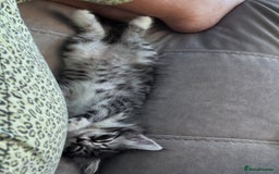 Bengal cats for sale: Kitten available new home  - Image 2
