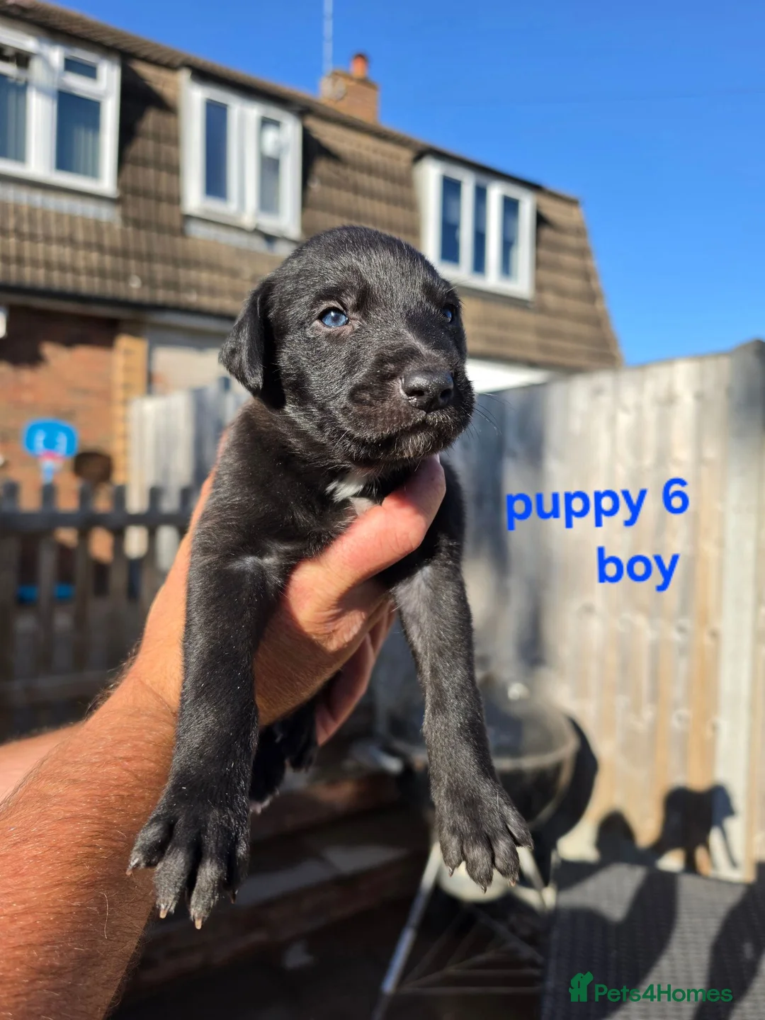 Mixed Breed dogs for sale: Lurcher  puppies  - Advert 1
