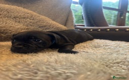 Staffordshire Bull Terrier dogs for sale: High Quality Blue & Black Staffy Puppies - Image 5