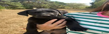 Labrador Retriever 3