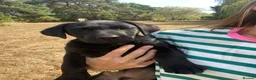 Labrador Retriever dogs for sale: Thistlecrack KC health tested working lab pups at  - Advert 2
