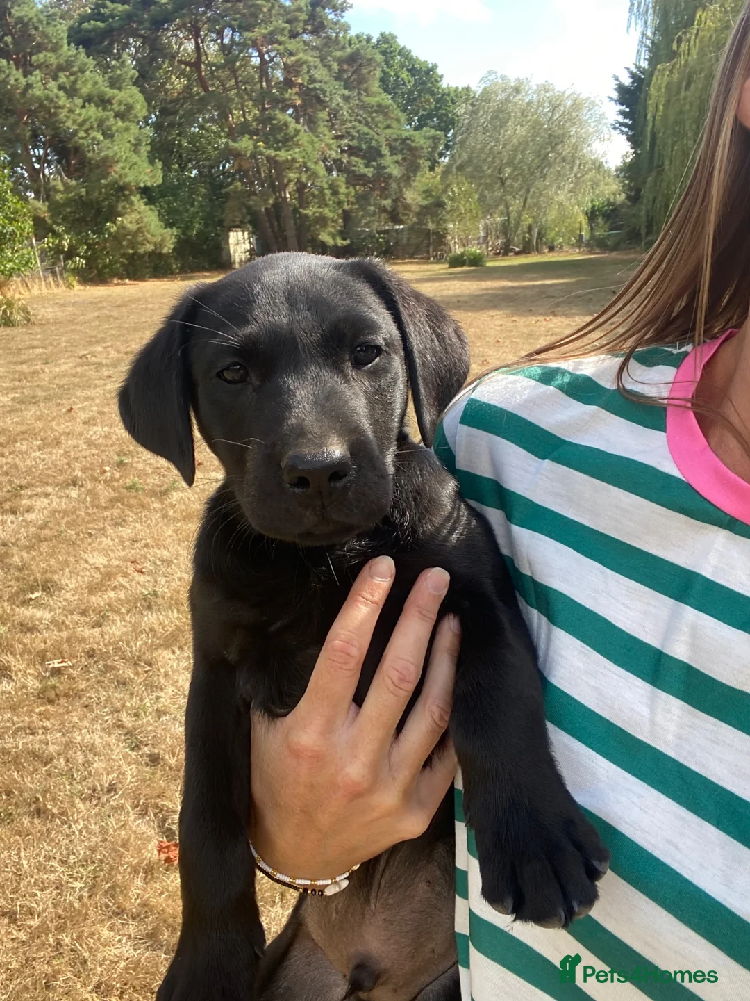 Labrador Retriever dogs for sale: Thistlecrack KC health tested working lab pups at  - Advert 2