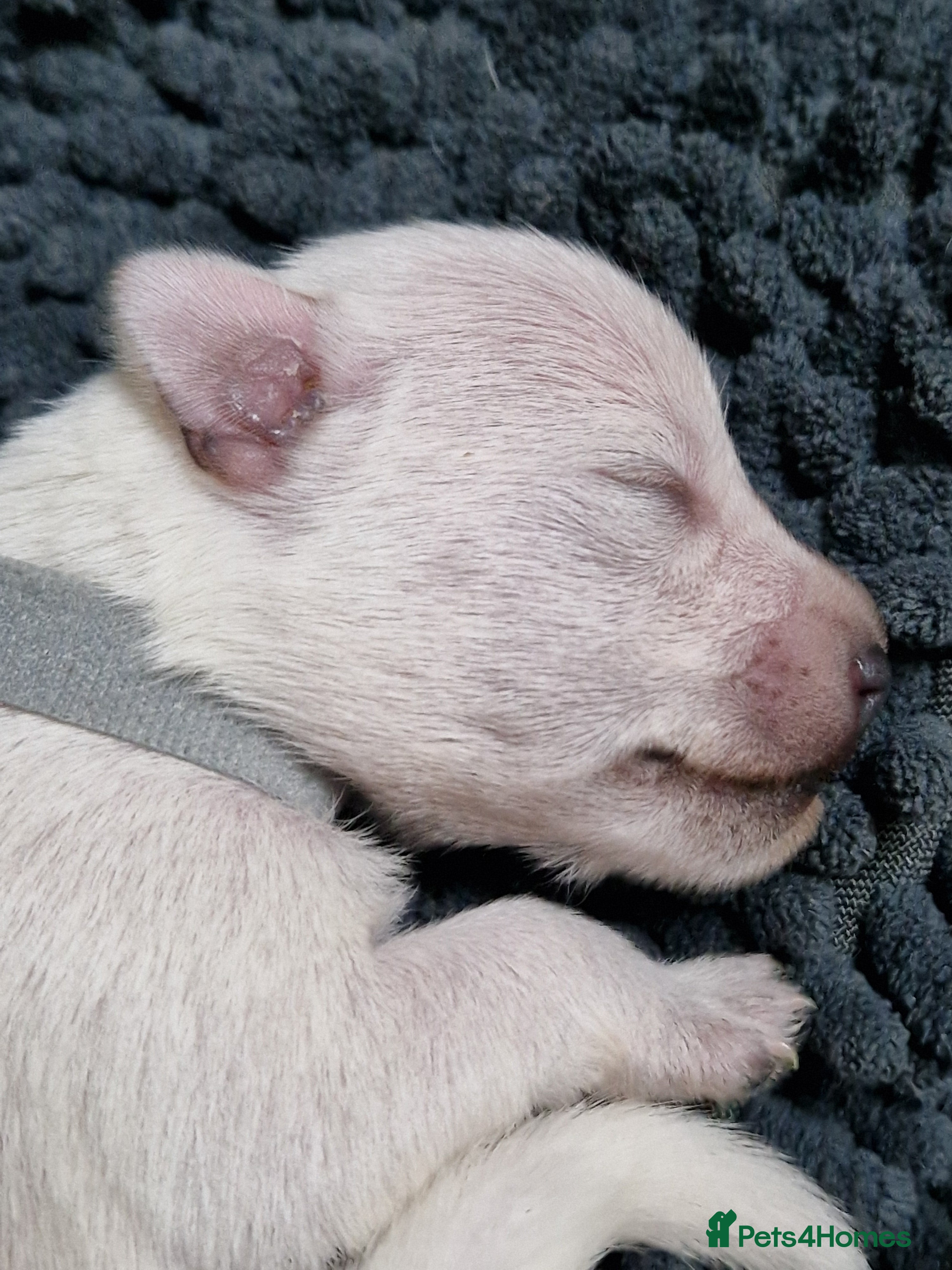 Miniature Schnauzer dogs Superb KC white minature schnauzer puppies  - Advert 15