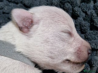 Miniature Schnauzer dogs Superb KC white minature schnauzer puppies - Advert 15