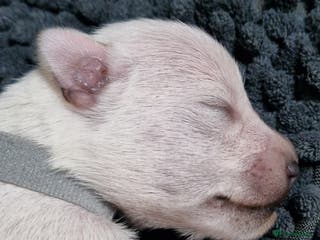 Miniature Schnauzer dogs Superb KC white minature schnauzer puppies - Advert 3