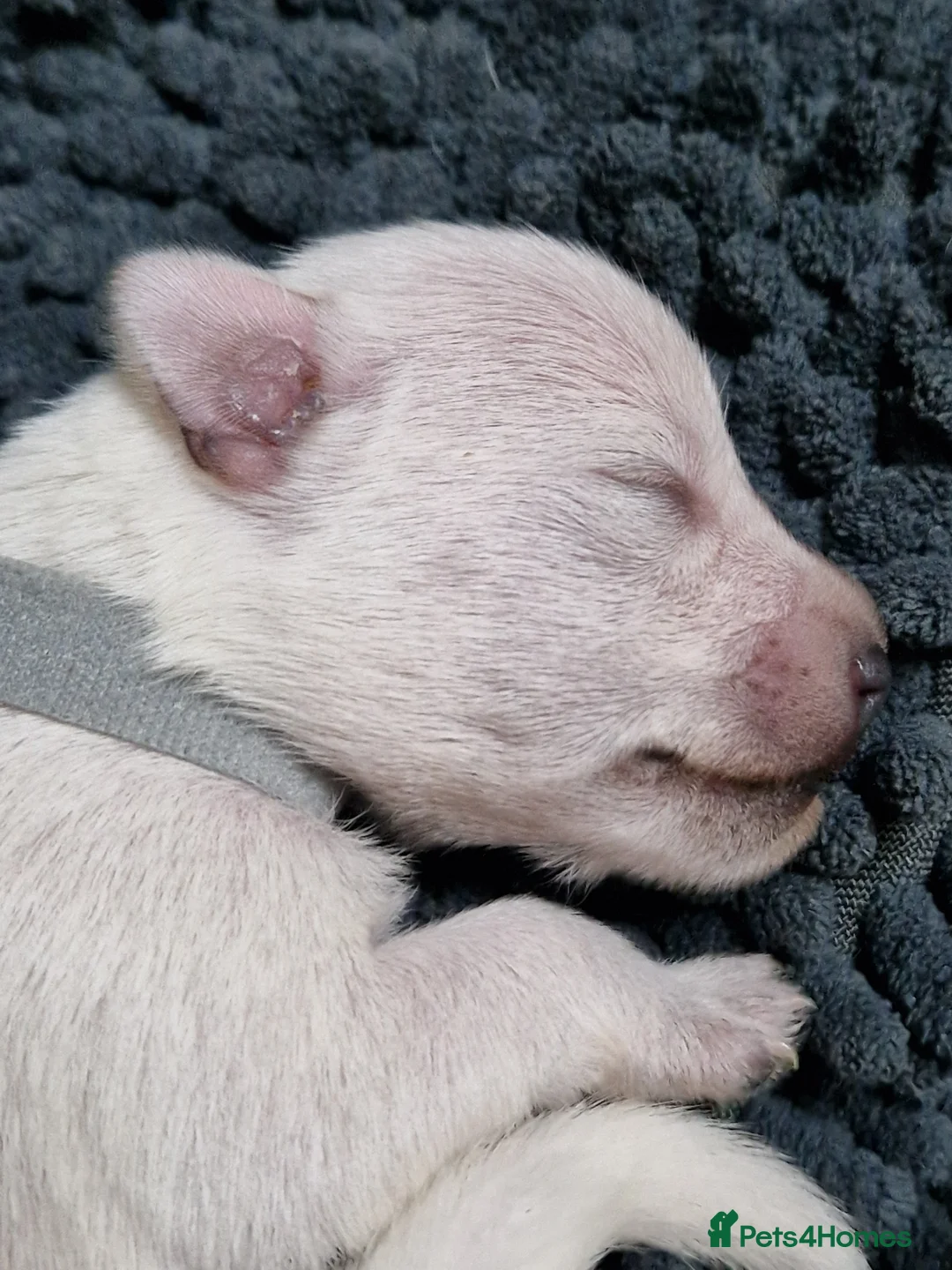 Miniature Schnauzer dogs for sale: Superb KC white minature schnauzer puppies  - Advert 4