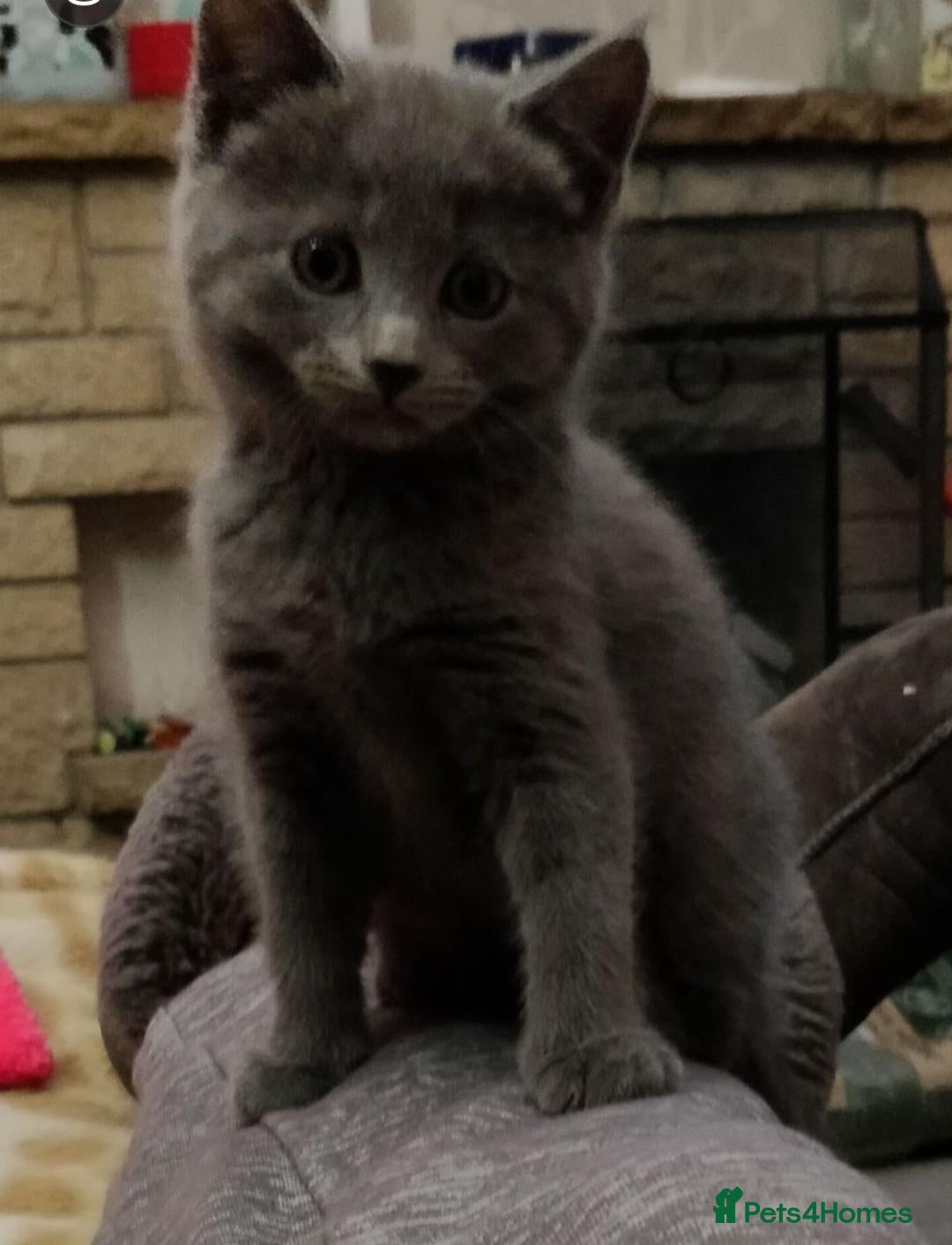 Russian Blue cats for sale: BEAUTIFUL GENTLE RUSSIAN BLUE KITTENS 8 WEEKS OLD - Advert 1