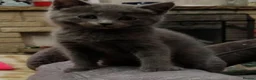 Russian Blue cats for sale: BEAUTIFUL GENTLE RUSSIAN BLUE KITTENS 8 WEEKS OLD - Advert 1