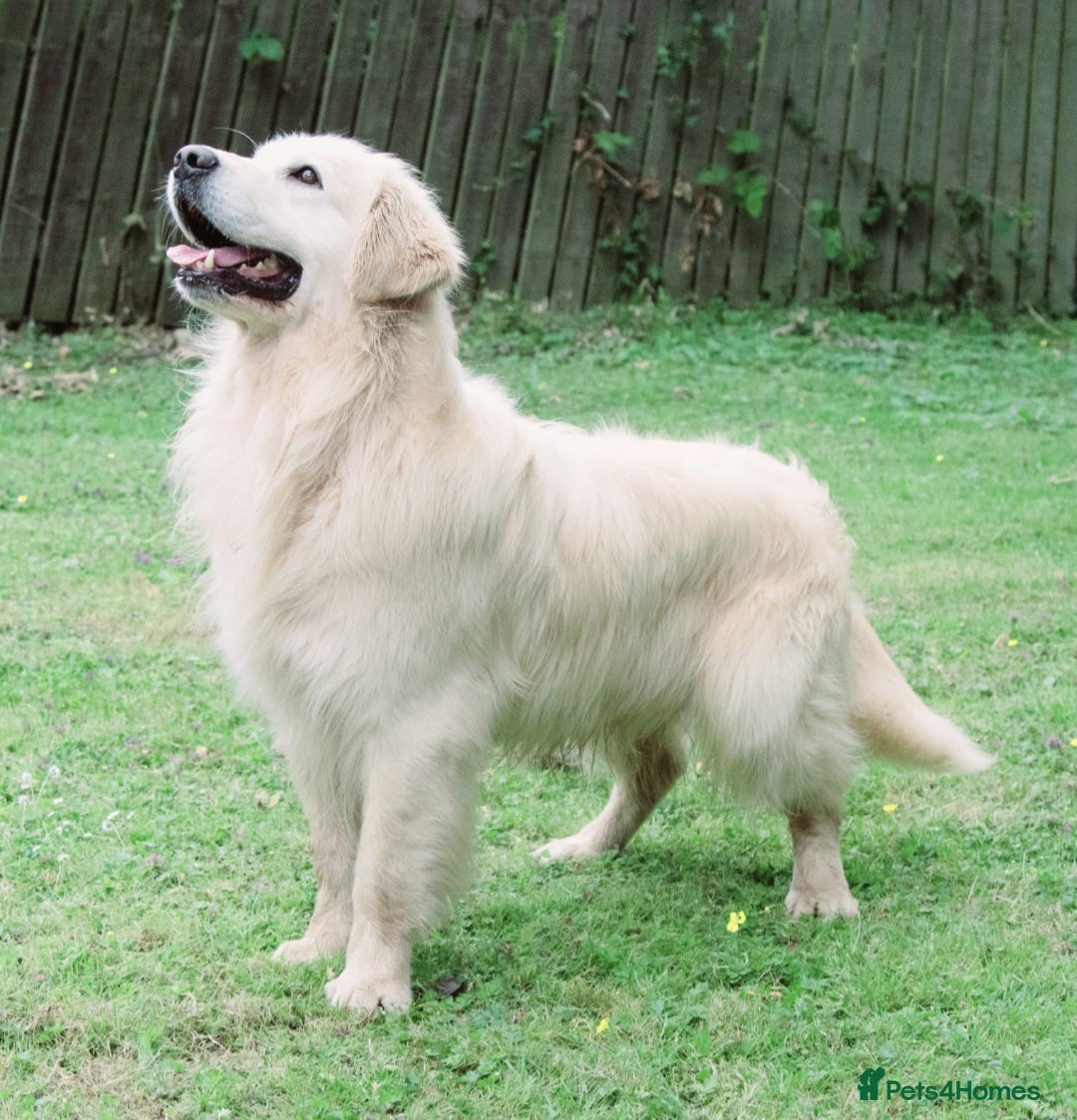 Golden Retriever dogs for sale: Newmiller Retrievers Upcoming Litter Announcement - Advert 7