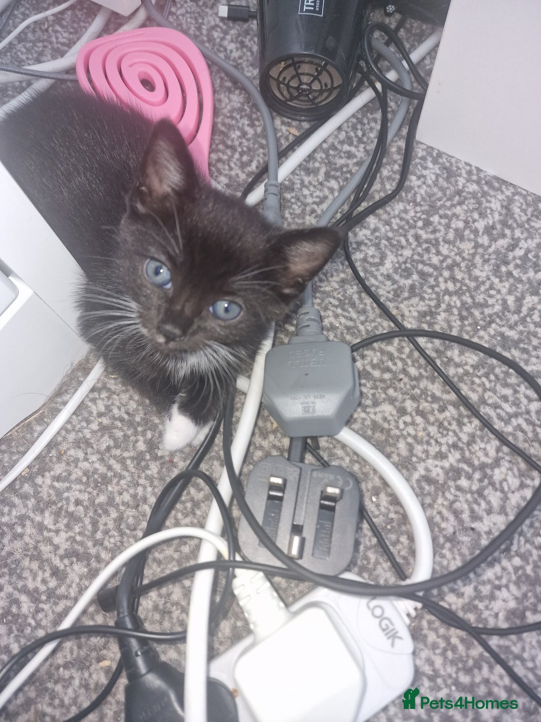 British Shorthair cats for sale: Black and white kittens and one black - Image 3