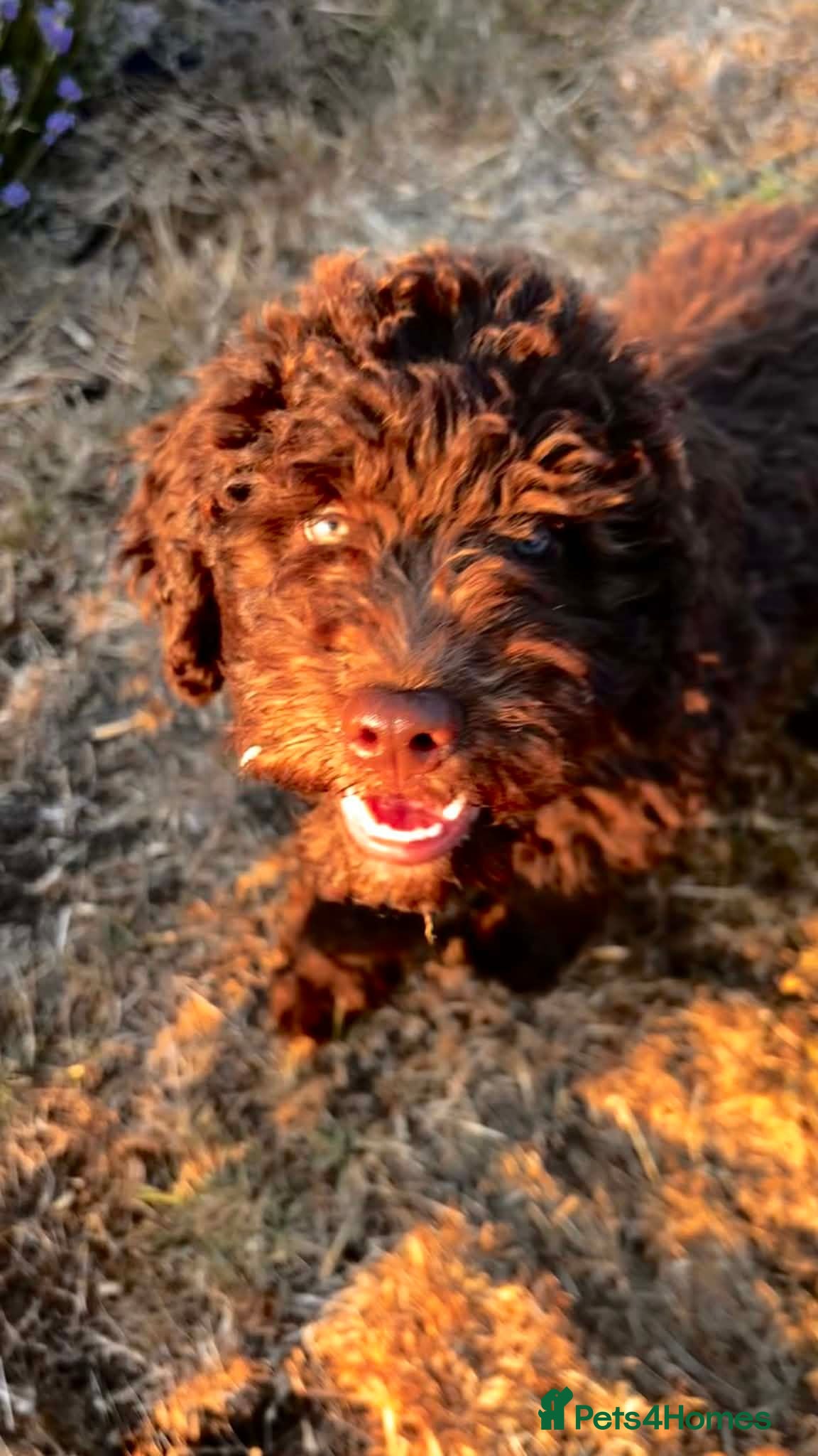 Spanish Water Dog dogs Spanish water dog - Advert 2