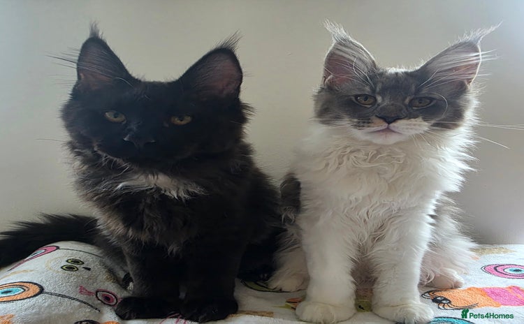 Maine Coon cats - Advert 2