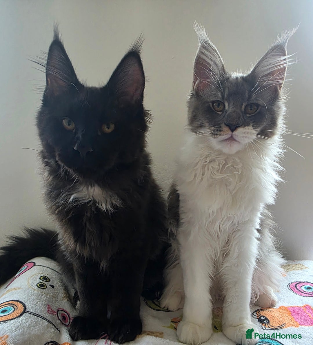 Maine Coon cats for sale: Pedigree MaineCoon Kitten/TICA  - Image 1