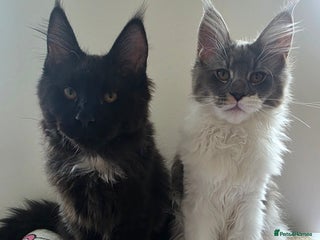 Maine Coon cats - Advert 2