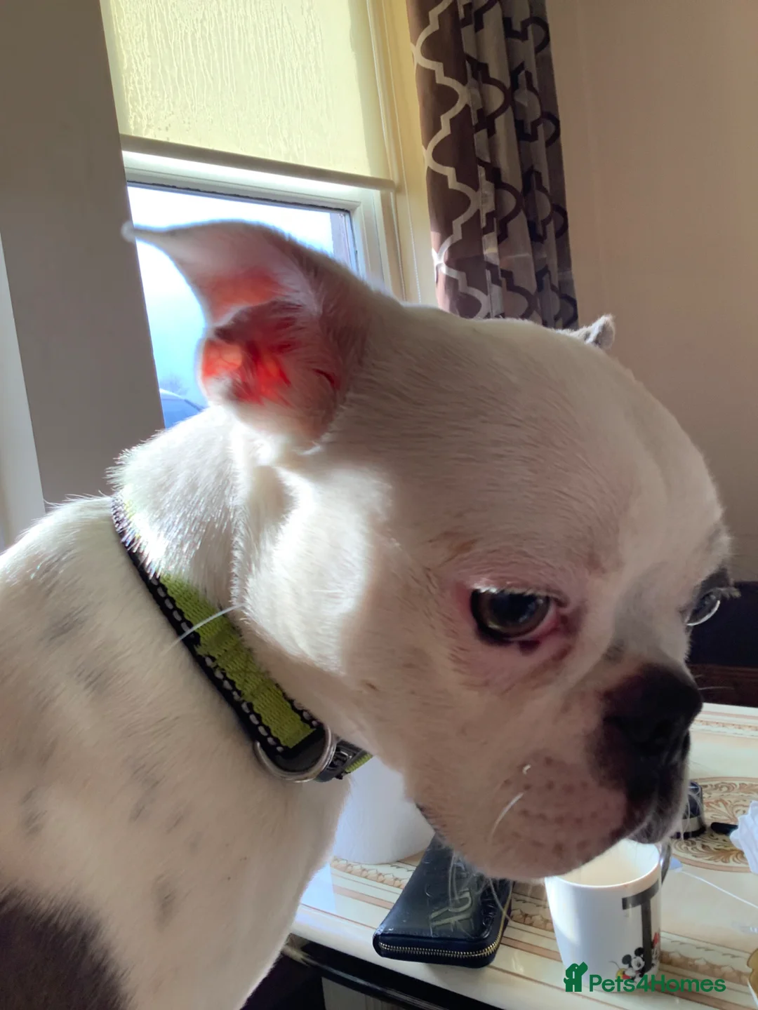 Boston Terrier dogs for sale: Cookie  in Lanark - Advert 2