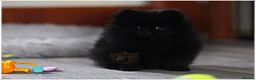 Pomeranian dogs for sale: RKC DNA MINIATURE SHORT MUZZLE DOUBLE COAT POMS - Advert 6