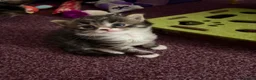 Maine Coon cats for sale: 3/4 Maine Coon kittens  in Ryton - Advert 10