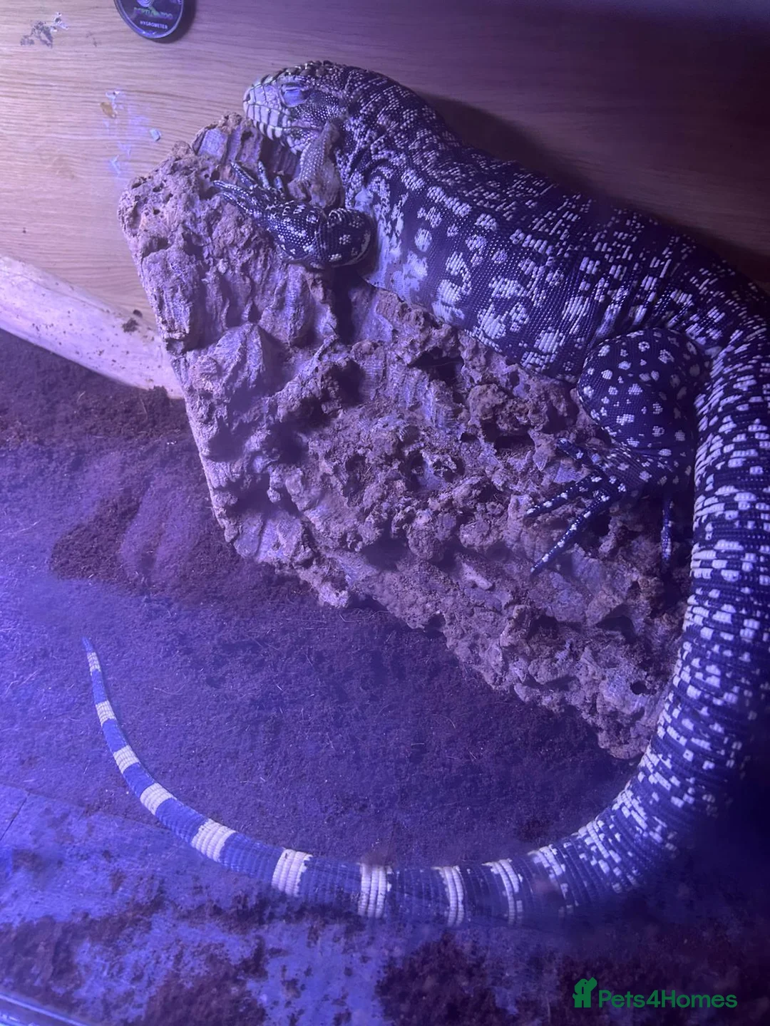 Lizard reptiles for sale: Female black and white tegu  in Saint Leonards-on-sea - Advert 1