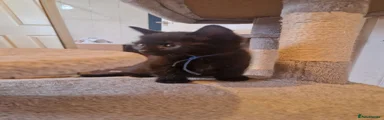 Mixed Breed 2