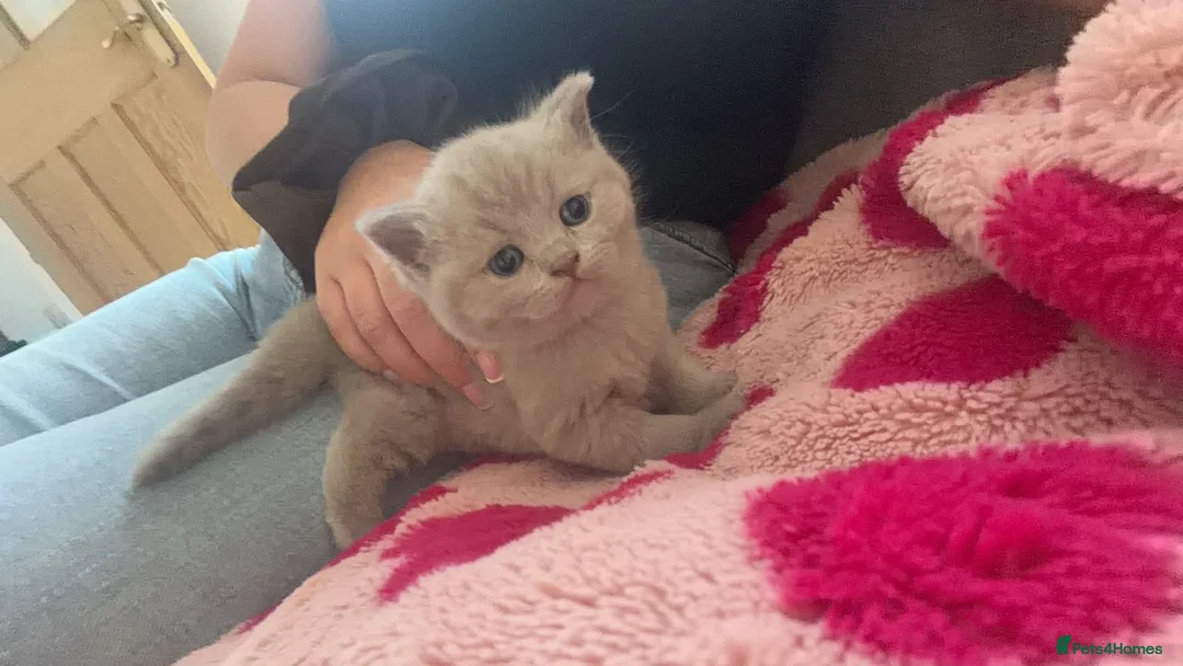 British Shorthair cats for sale: British shorthair kittens  in Holmfirth - Advert 2