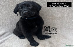 Mixed Breed dogs for sale: Uniquely Outstanding Czech GSD X Labrador Puppies  - Image 11