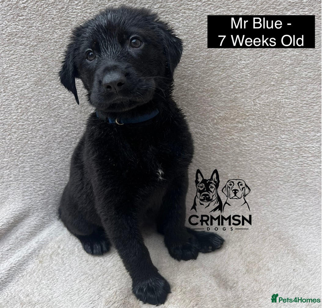 Mixed Breed dogs for sale: Uniquely Outstanding Czech GSD X Labrador Puppies  - Image 11