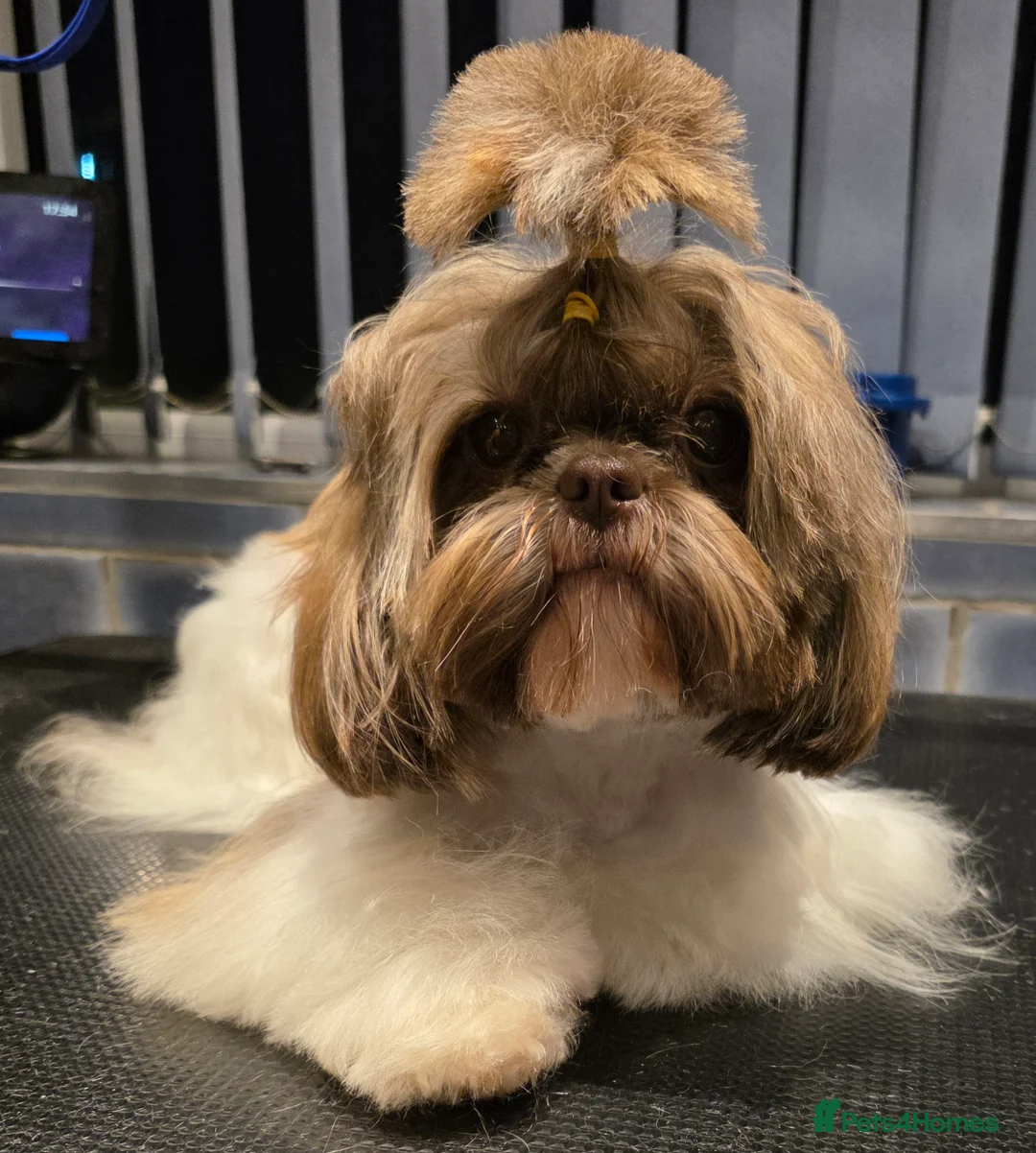Shih Tzu dogs for sale: Imperial Shih Tzu female, 22 months KC registered. - Advert 37