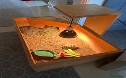 Tortoise reptiles for sale: Horsefield Tortoise - Image 2