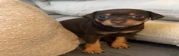 Mixed Breed dogs for sale: CROSSBREED FRENCH-PIN PUPPY - Advert 3