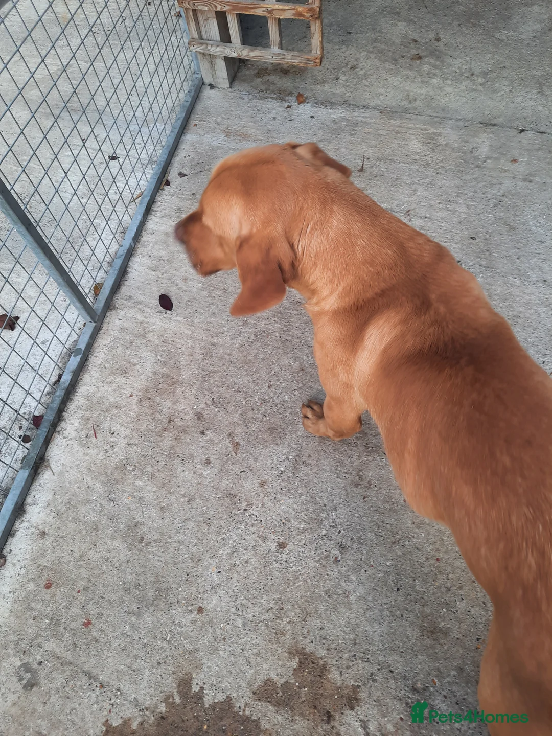 Labrador Retriever dogs for stud: KC Registered Labrador Stud Scooby in March - Advert 3
