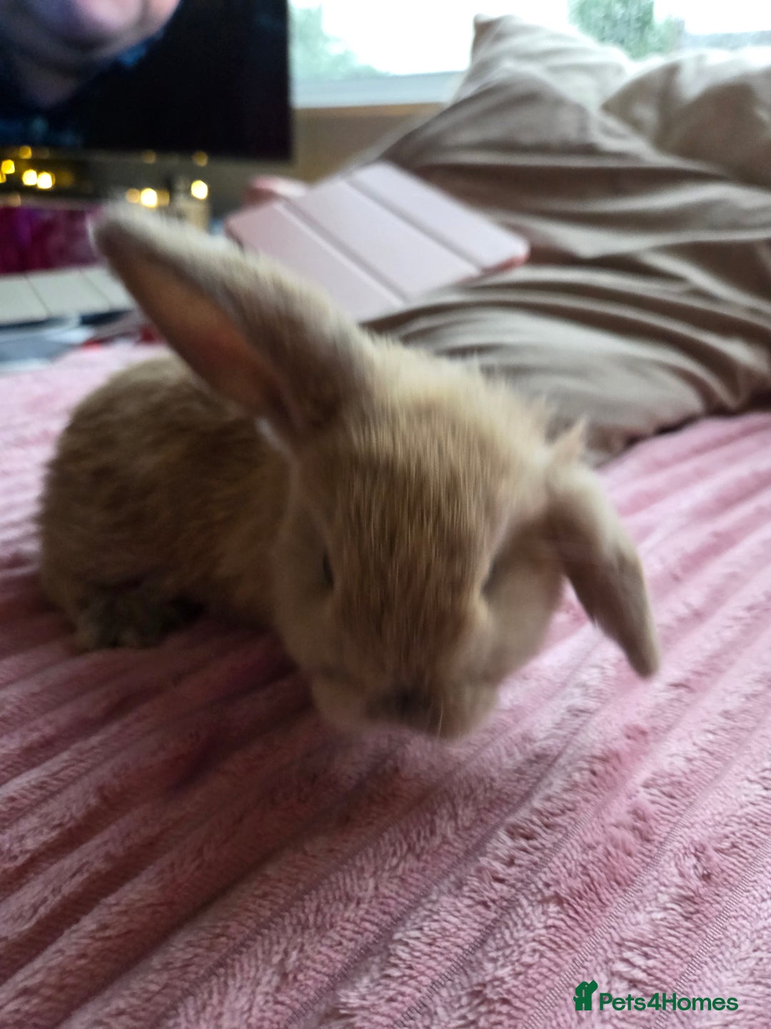 Mini Lop rabbits for sale: 🐰Beautiful baby mini lops 🐰 - Advert 4