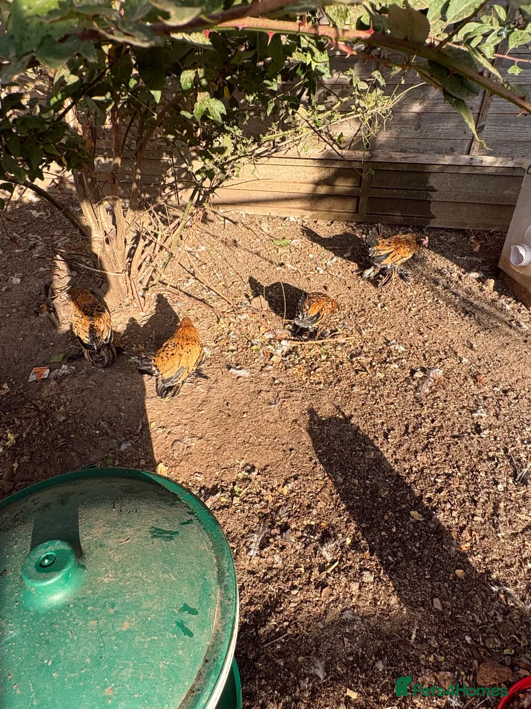Chickens poultry for sale: Fleur Barbu D’Uccle Bantam Trio  - Advert 3