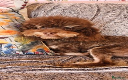 Cavapoo dogs for sale: Gorgeous f1bb Multicolour Cavapoo pups - Image 21