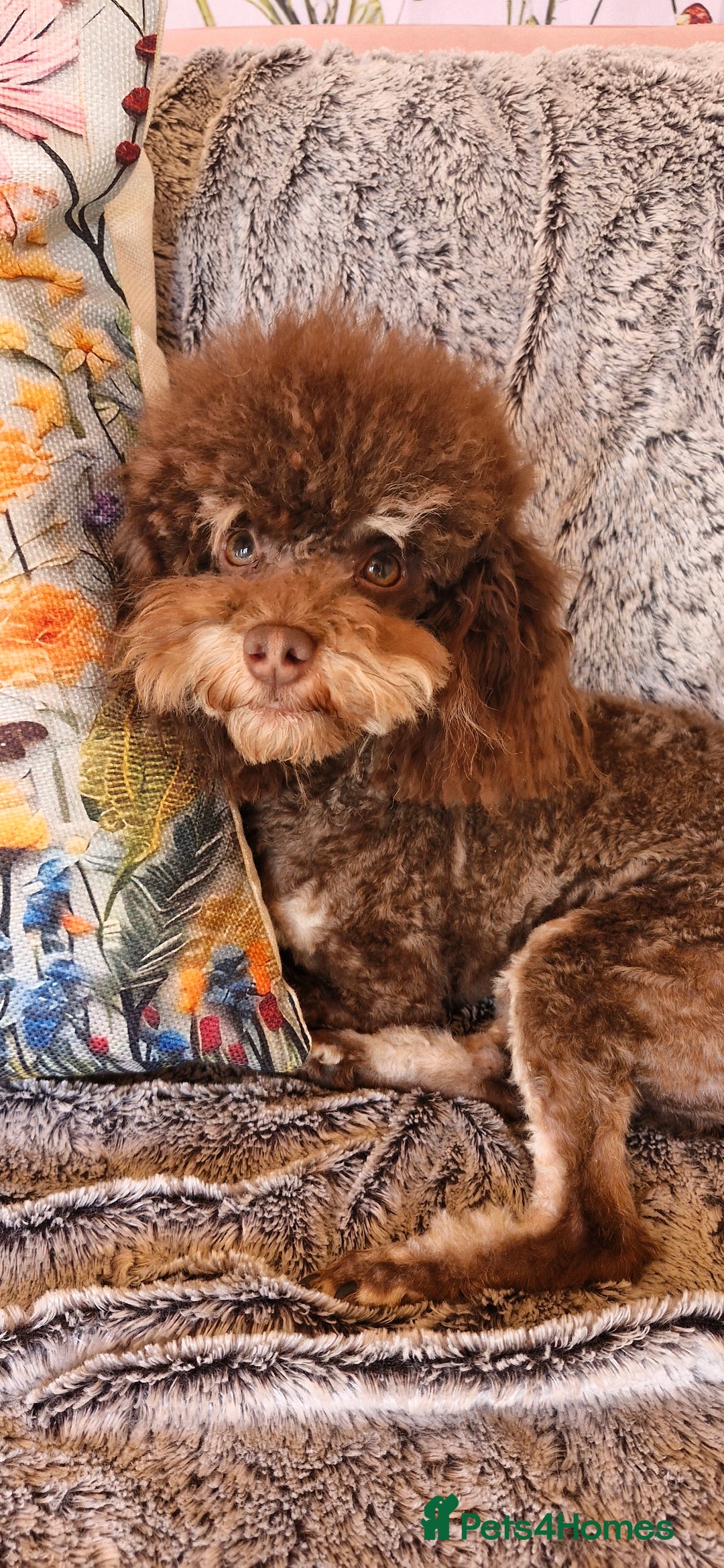 Cavapoo dogs for sale: Gorgeous f1bb Multicolour Cavapoo pups - Image 21