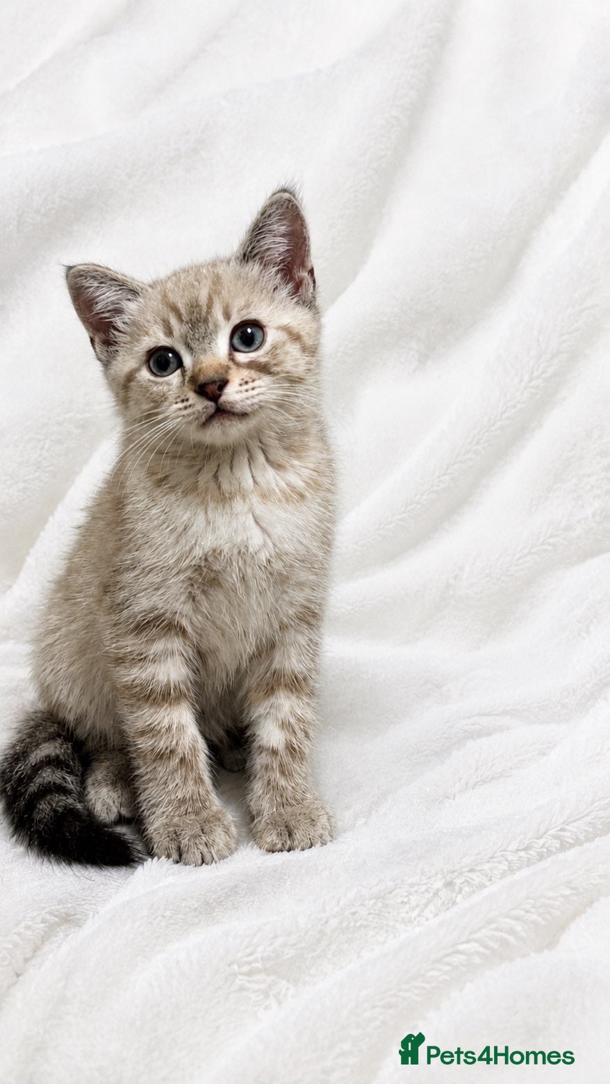 Ragdoll cats Male ragdoll cross kitten for sale - Advert 1