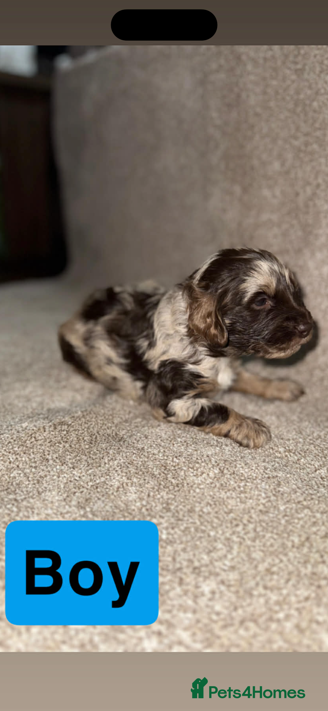 Cockapoo dogs for sale: Cockapoo puppies  - Advert 6