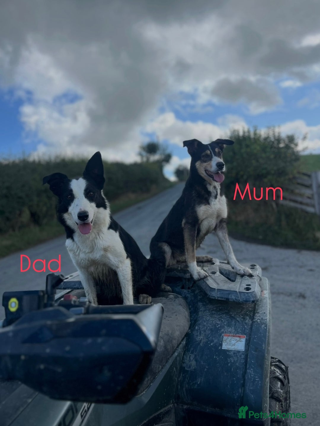 Border Collie dogs for sale: Stunning border collies  - Advert 2