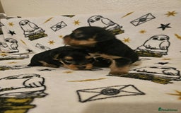 Yorkshire Terrier dogs for sale: Hello - Image 14