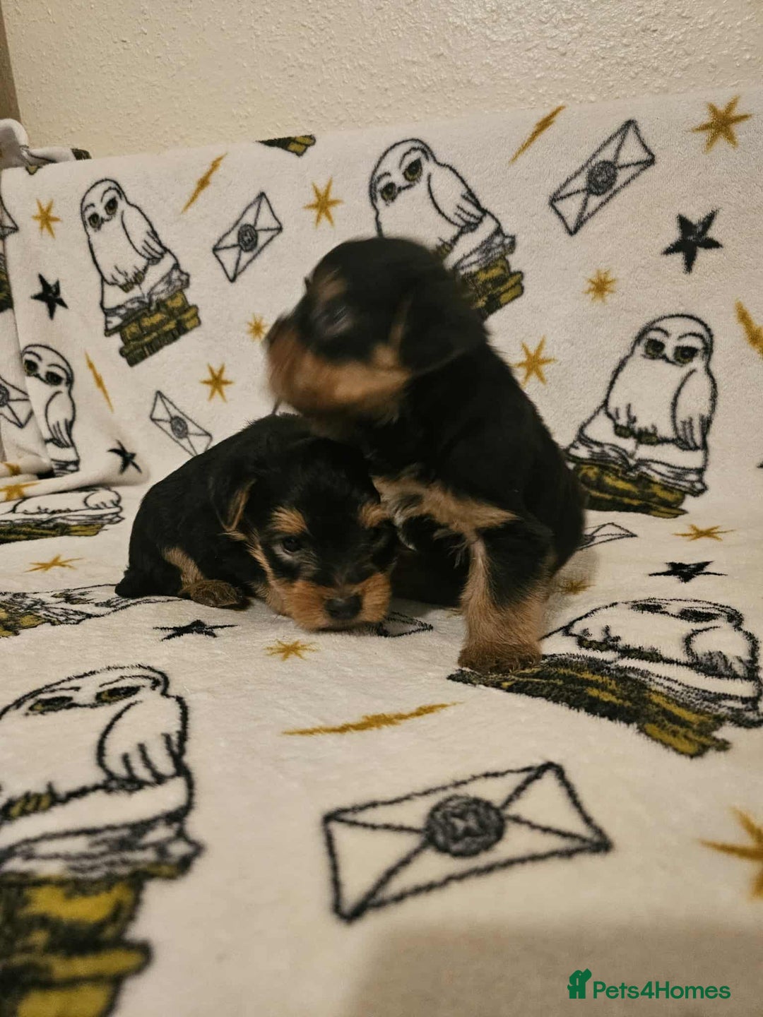 Yorkshire Terrier dogs for sale: Hello - Image 14