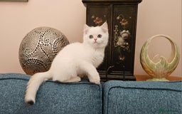 Scottish Fold cats for sale: Excellent Scottish straight kittens  - Image 20