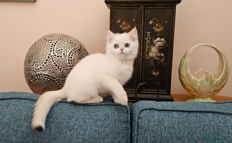 Scottish Fold cats - Advert 3