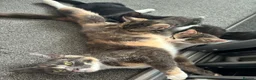 Domestic Shorthair cats for sale: Beautiful Kittens - Advert 6