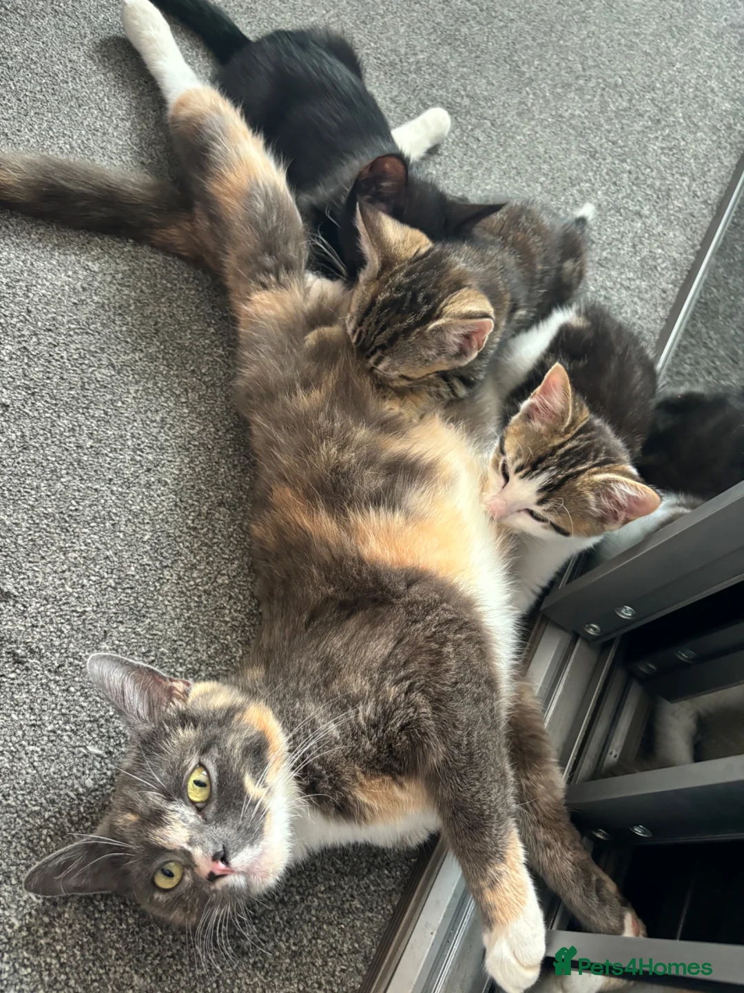 Domestic Shorthair cats for sale: Beautiful Kittens - Advert 6