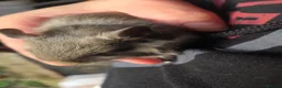 Degus rodents for sale: Baby degus  - Advert 2