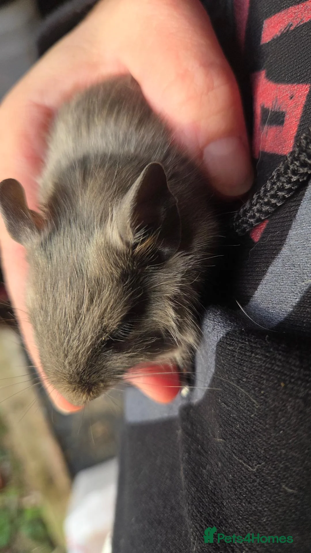 Degus rodents for sale: Baby degus  - Advert 2